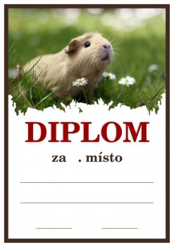 Kokardy.cz ® Diplom morče D19
